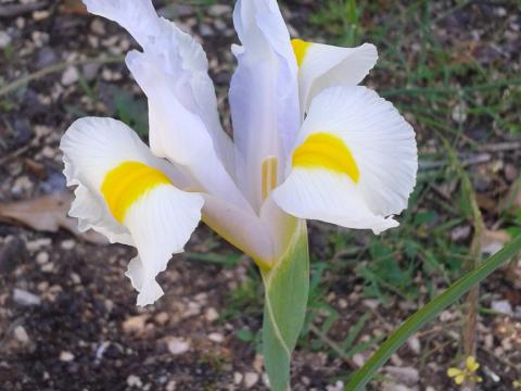 Iris Luminosa
